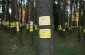 Árboles con los nombres de las víctimas asesinadas en Bolshoi Trostenets. ©Jordi Lagoutte/Yahad - In Unum